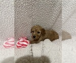 Small #3 Goldendoodle (Miniature)