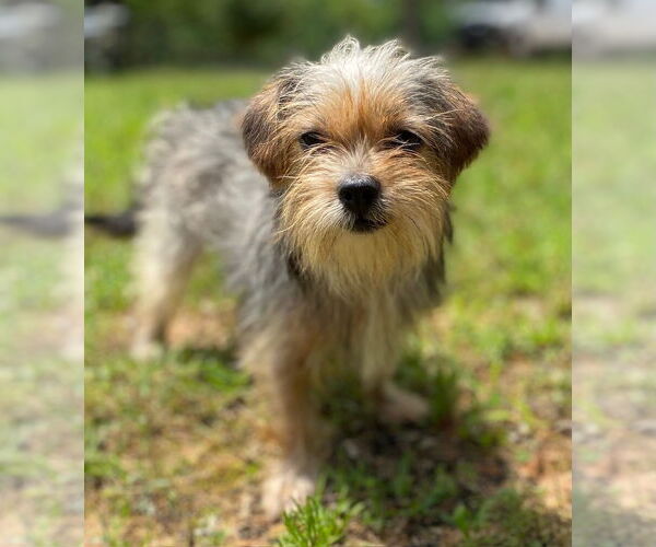 Medium Photo #5 Mutt Puppy For Sale in Pacolet, SC, USA