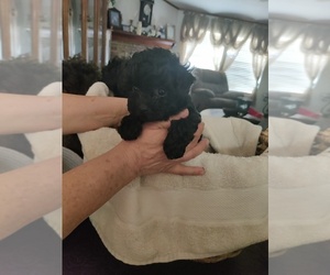Poodle (Toy) Dogs for adoption in SANCTUARY, TX, USA