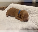 Small #1 Dachshund