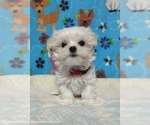 Puppy Rosie Maltese
