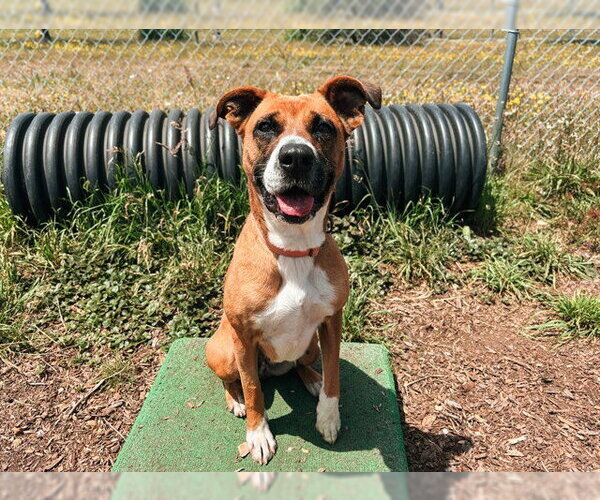 Medium Photo #2 Boxer-Unknown Mix Puppy For Sale in McKinleyville, CA, USA