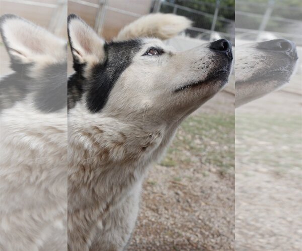 Medium Photo #5 Siberian Husky Puppy For Sale in Cedar Crest, NM, USA