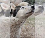 Small #4 Siberian Husky