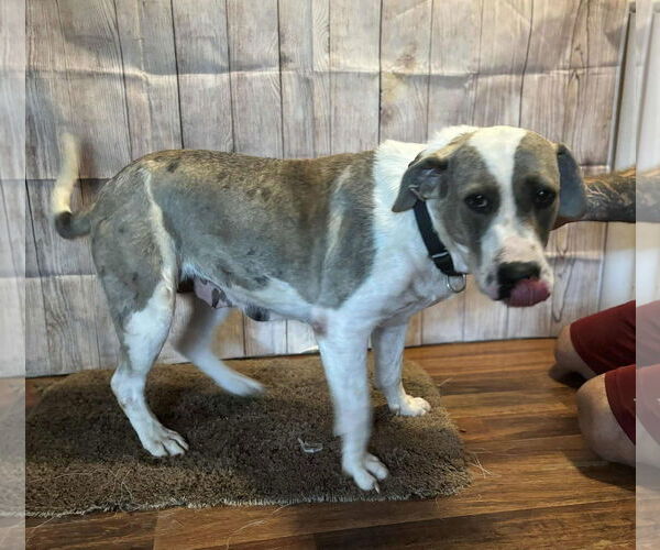 Medium Photo #4 Catahoula Leopard Dog-Unknown Mix Puppy For Sale in Alexander, AR, USA