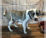 Small #3 Catahoula Leopard Dog Mix