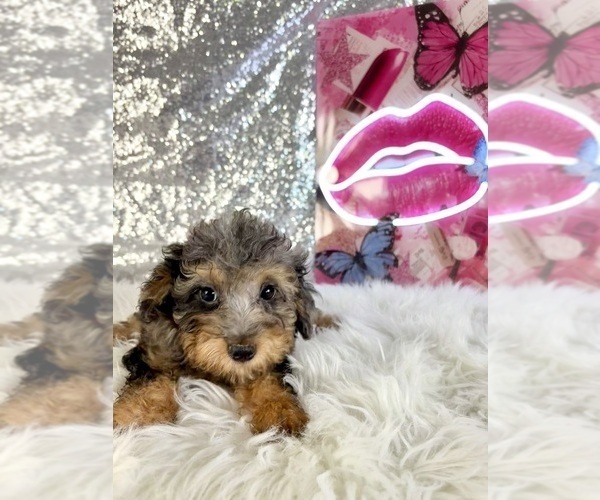 Medium Photo #5 Bernedoodle (Miniature) (+ Poodle Miniature) Puppy For Sale in INDIANAPOLIS, IN, USA