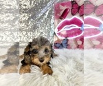 Ally Mae - Male Bernedoodle (Miniature) (+ Poodle Miniature) Puppy for Sale - Photo #5
