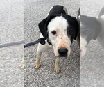 Small #2 Mutt