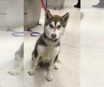 Small Siberian Husky