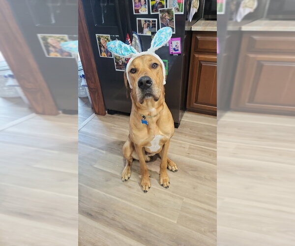 Medium Photo #1 Great Dane-Unknown Mix Puppy For Sale in Springdale, PA, USA