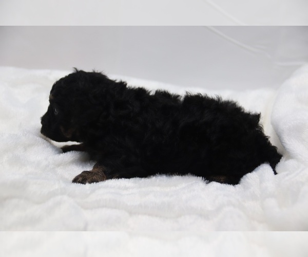 Medium Photo #46 Cockapoo Puppy For Sale in RIPLEY, TN, USA