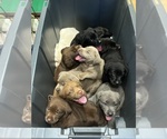 Small Labrador Retriever