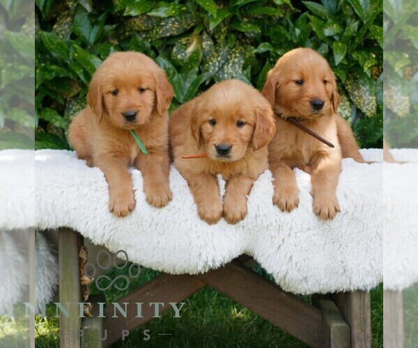 Medium Photo #2 Golden Retriever Puppy For Sale in NEW HOLLAND, PA, USA