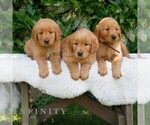 Small #1 Golden Retriever