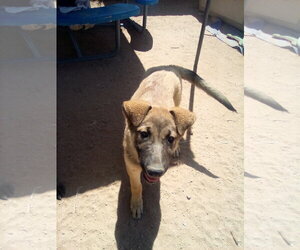Cilantro - ** - Male German Shepherd Dog-Unknown Mix Dog for Adoption - Photo #11
