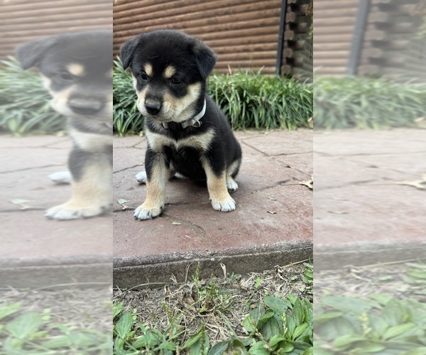 Medium Photo #2 Shiba Inu Puppy For Sale in NEW ATHENS, IL, USA