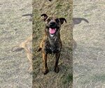 Small Photo #31 Dutch Shepherd -Plott Hound Mix Puppy For Sale in McKinney, TX, USA