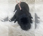 Small Photo #19 Goldendoodle Puppy For Sale in PIERSON, FL, USA