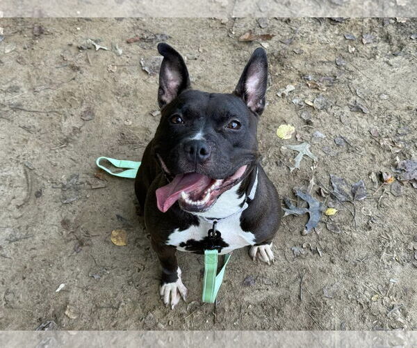 Medium Photo #3 American Pit Bull Terrier-Unknown Mix Puppy For Sale in Millersville, MD, USA