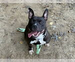Small #2 American Pit Bull Terrier Mix