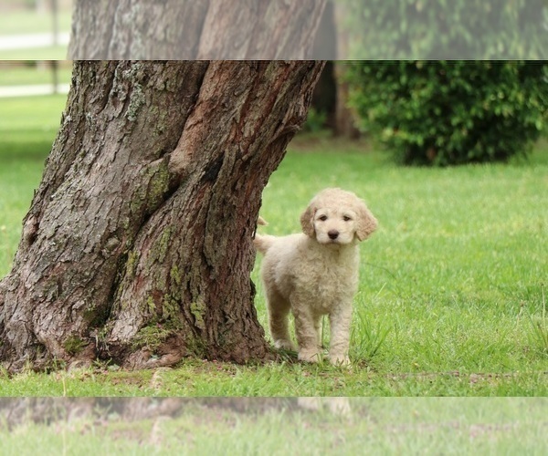 Medium Photo #1 Goldendoodle Puppy For Sale in FAIR GROVE, MO, USA
