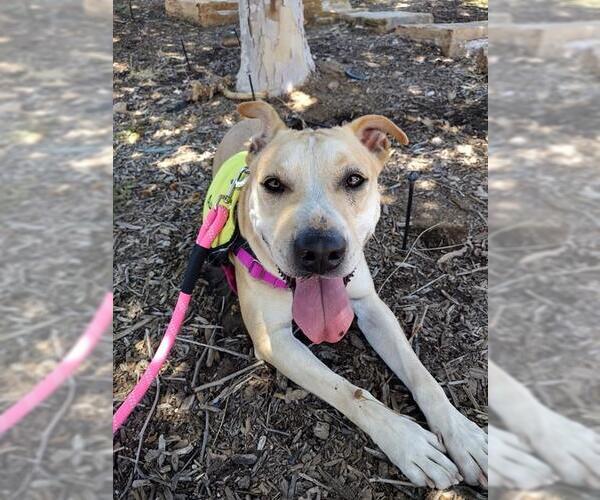 Medium Photo #3 Mutt Puppy For Sale in Riverside, CA, USA