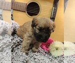 Small Photo #1 Soft Coated Wheaten Terrier Puppy For Sale in FREDERICKSBG, OH, USA