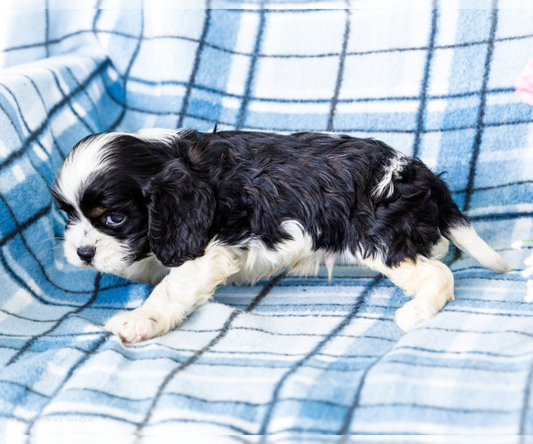 Medium Photo #15 Cockalier Puppy For Sale in WAKARUSA, IN, USA