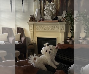 Mother of the Maltese puppies born on 08/23/2025