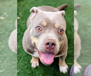 American Pit Bull Terrier-Unknown Mix Dogs for adoption in Texas City, TX, USA