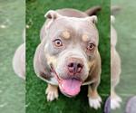 Small American Pit Bull Terrier Mix