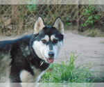 Small #7 Siberian Husky