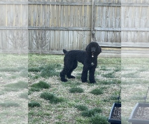 Poodle (Standard) Puppy for sale in SPARTANBURG, SC, USA