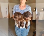 Small Photo #18 Labrador Retriever Puppy For Sale in WAGENER, SC, USA