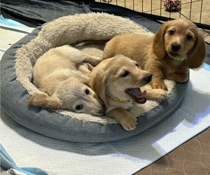 Dachshund Puppy for Sale in TUCSON, Arizona USA