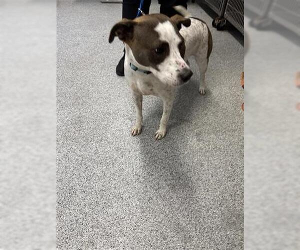 Medium Photo #1 German Shorthaired Lab Puppy For Sale in Houston, TX, USA