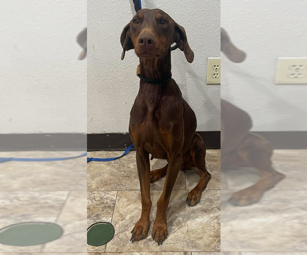 Medium Photo #4 Doberman Pinscher Puppy For Sale in Lakewood, CO, USA