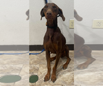 Small #3 Doberman Pinscher