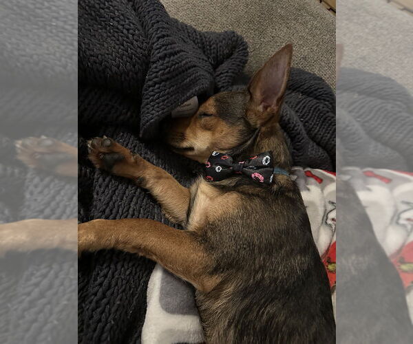 Medium Photo #1 Mutt Puppy For Sale in Springdale, PA, USA