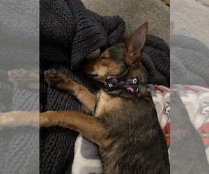 Mutt Dogs for adoption in Springdale, PA, USA