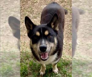 Medium Shiba Inu Mix