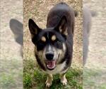 Small Shiba Inu Mix