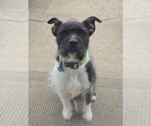 Sirius Black (Cutter) - Male American Staffordshire Terrier-Unknown Mix Dog for Adoption - Photo #8