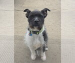 Small #7 American Staffordshire Terrier Mix