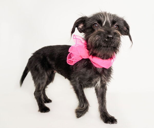 Medium Photo #2 Mutt Puppy For Sale in phoenix, AZ, USA