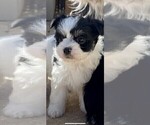Puppy 1 Maltese-Morkie Mix