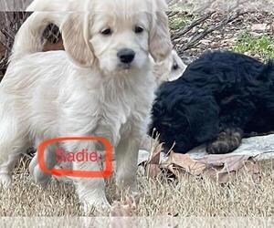 Goldendoodle (Miniature) Puppy for sale in GEORGETOWN, TX, USA