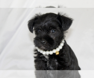 Schnauzer (Miniature) Puppy for sale in BROOKSVILLE, FL, USA