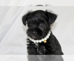 Image preview for Ad Listing. Nickname: Shadow